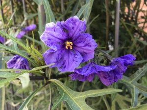 Solanum Laciniatum