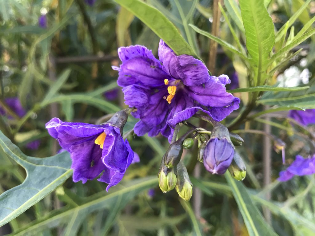 Solanum Laciniatum flower