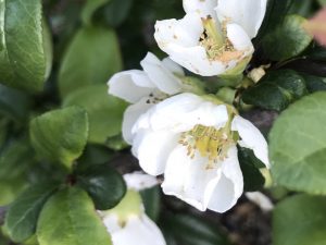 Chaenomeles superba 'Jet Trail' | Online Flower Garden