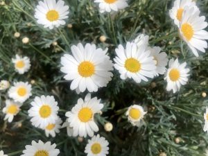 Argyranthemum frutescens, Marguerite