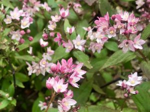 Deutzia Rosea