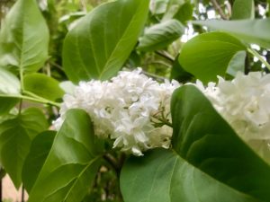 Syringa vulgaris 'Madame Lemoine'