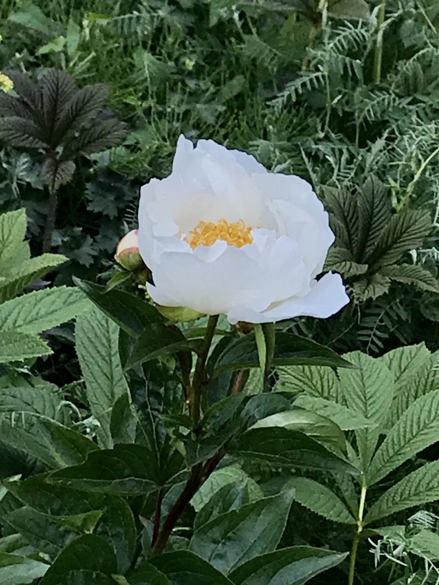 Paeonia lactiflora ‘White Wings’ | | Online Flower Garden