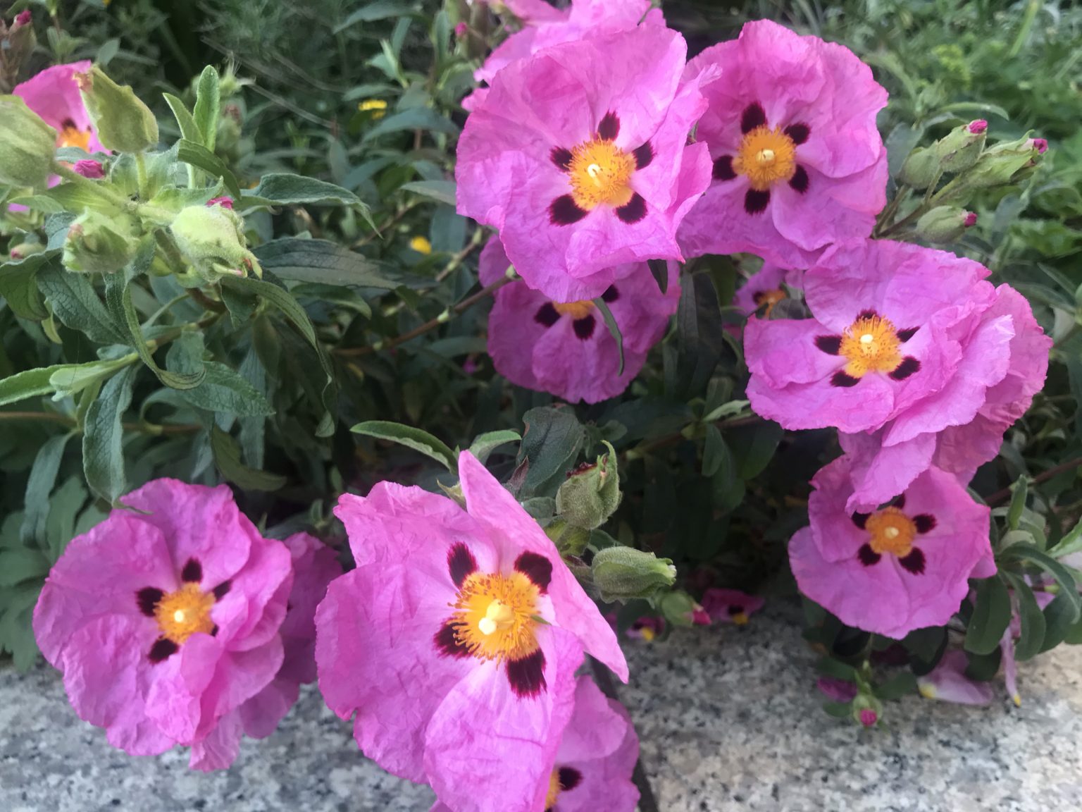 Rock Rose (Cistus purpureus) Online Flower Garden