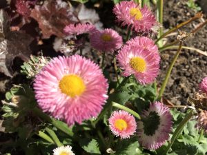 Bellis perennis