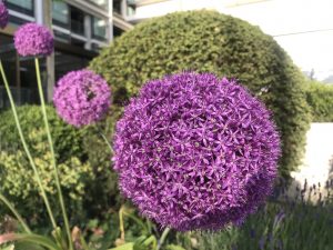 Allium Giganteum Ornamental Onion | Online Flower Garden