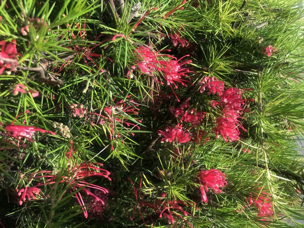 Grevillea Banksii, red