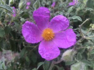 Cistus Albidus | Online Flower Garden