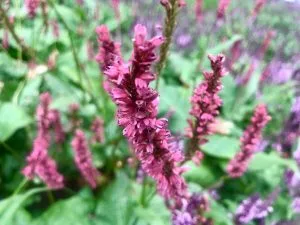Persicaria orientalis | Online Flower Garden
