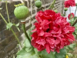 Papaver somniferum - Copyright https://www.onlineflowergarden.com | Online Flower Garden
