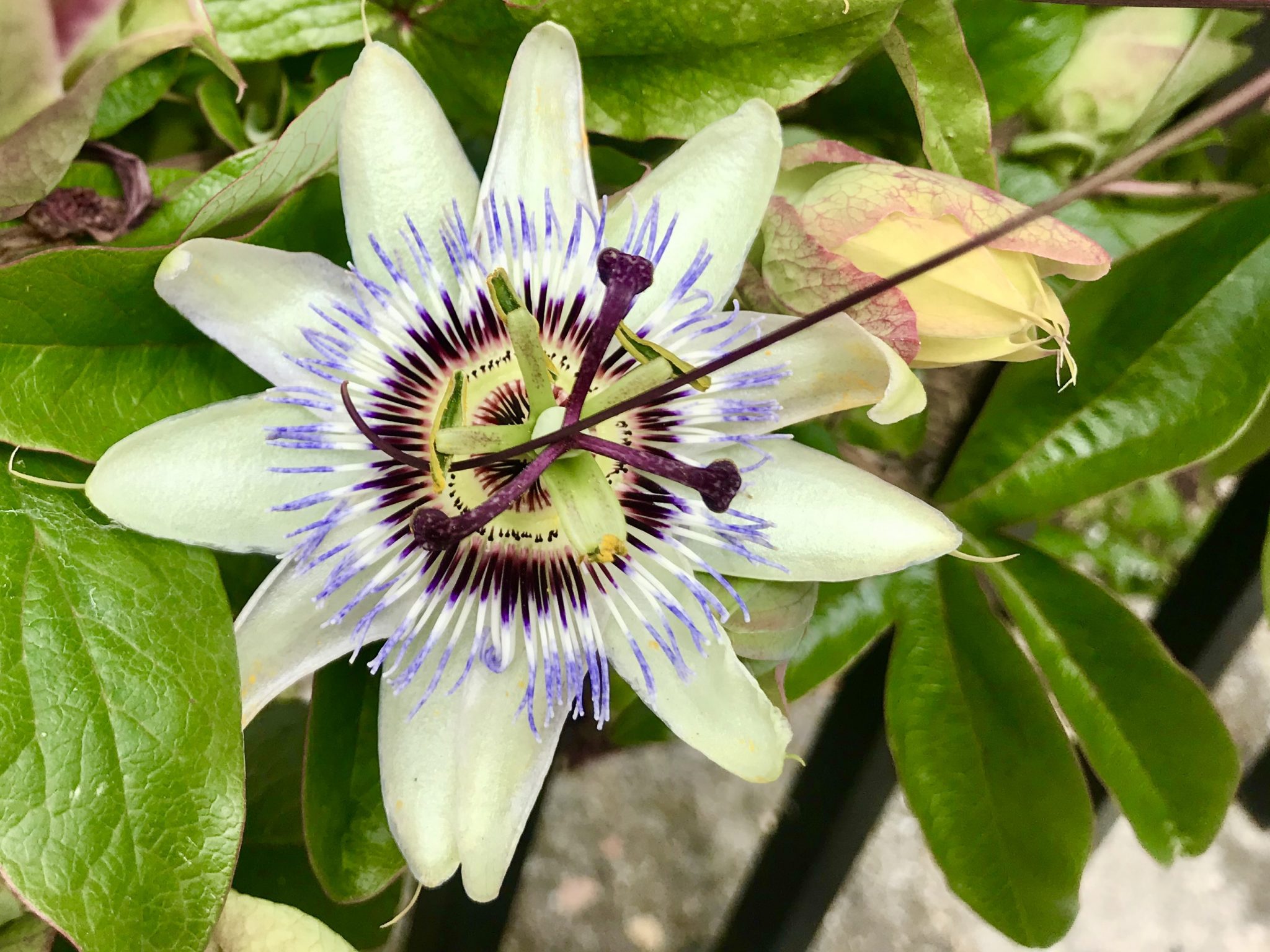 Passiflora or Passion Flower | Online Flower Garden