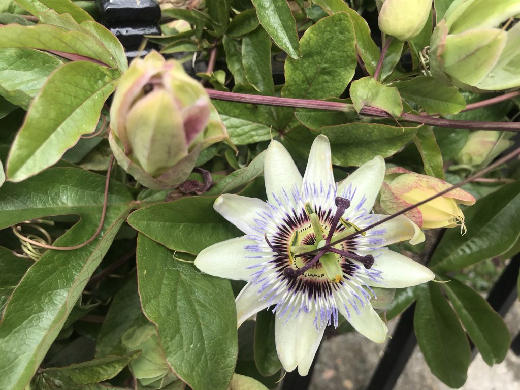 Passifloraceae Passiflora - Passion Flower