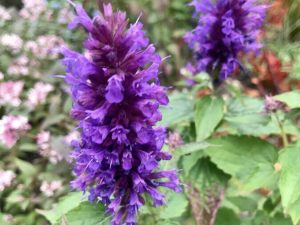 Agastache Foeniculum