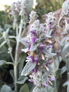 Stachys Byzantina