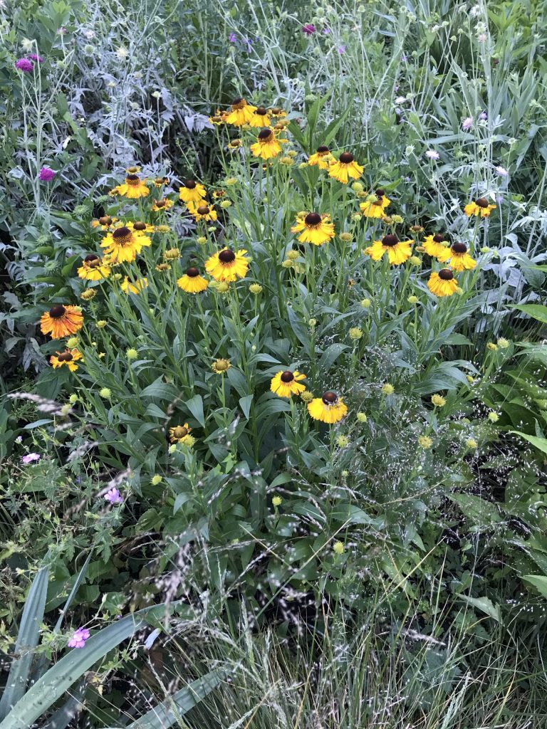 Helenium autumnale or Sneezweed | Online Flower Garden