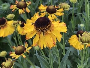 Helenium Autumnale | Online Flower Garden