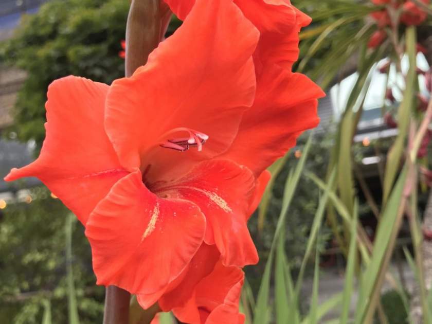 Gladiolus or Swordlilies Online Flower Garden