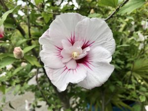 Hibiscus syriacus 'Speciosus' | Online Flower Garden