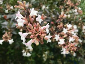 Abelia x grandiflora | Online Flower Garden