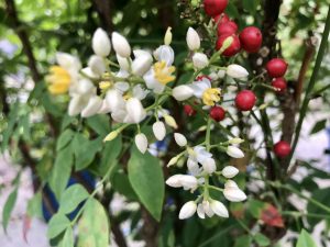 Nandina domestica