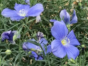 Linum perenne