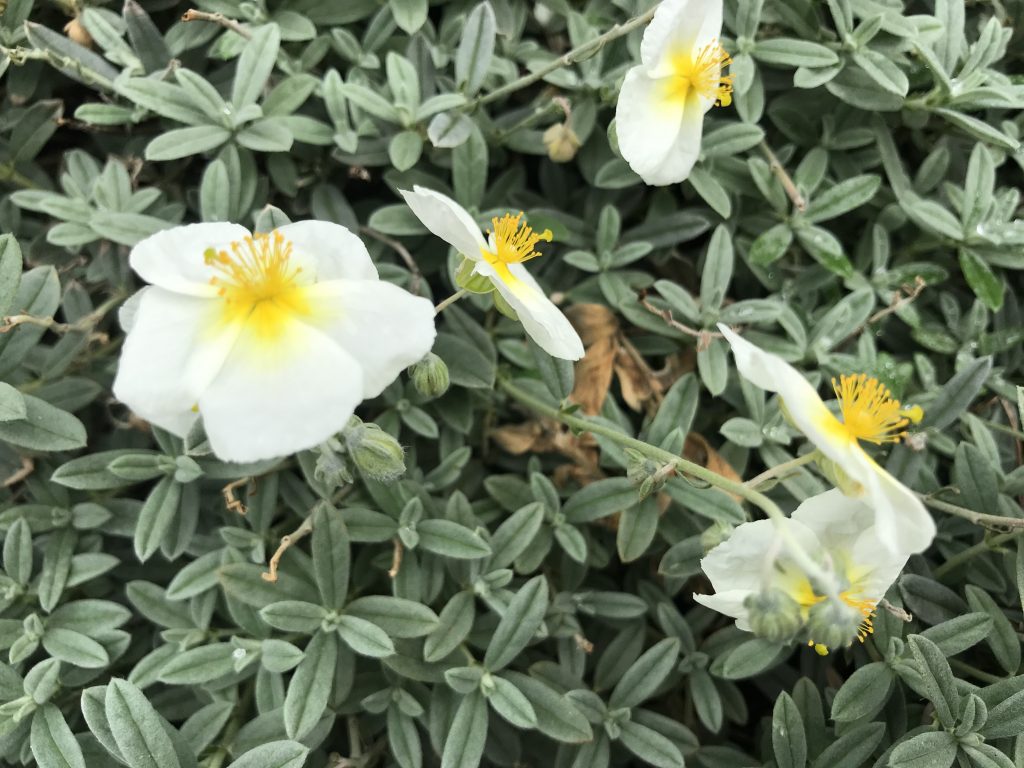 Helianthemum apenninum