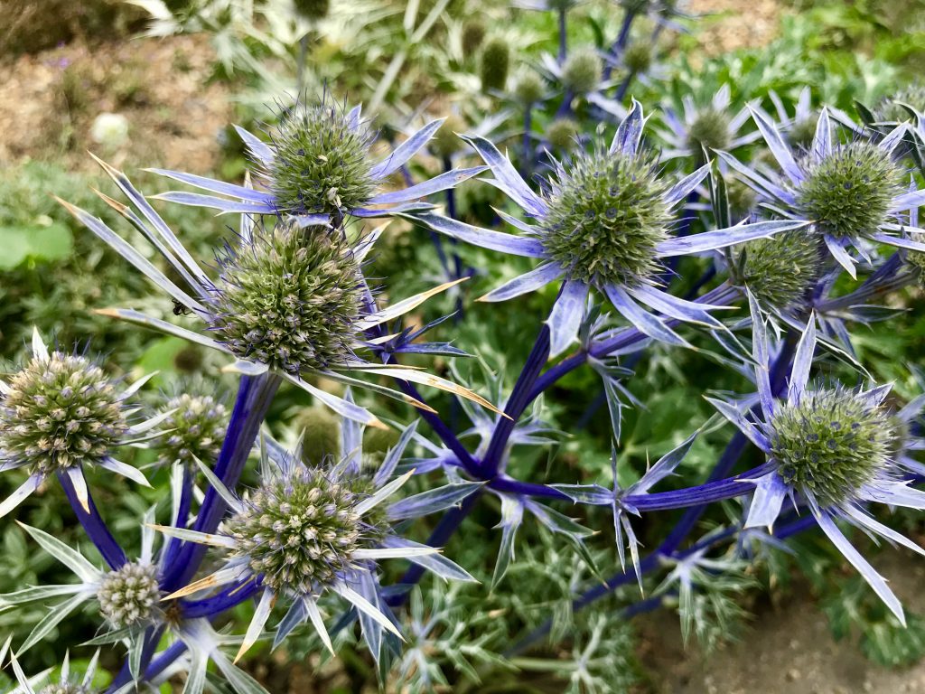 Apiaceae Eryngium bourgatii'Picos Blue'