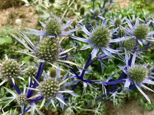 Eryngium bourgatii'Picos Blue'