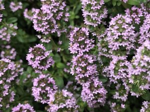 Thymus serpyllum | Online Flower Garden