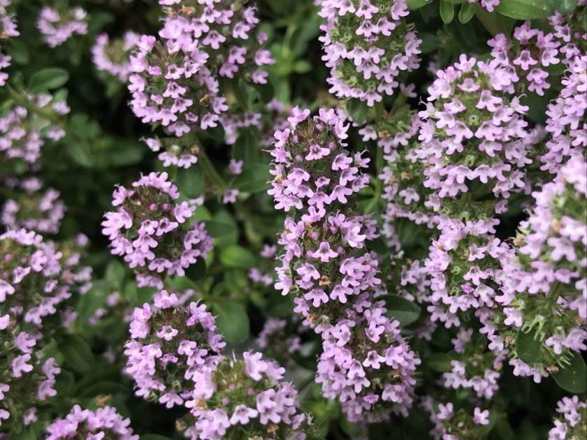 Thymus serpyllum or Creeping Thyme Online Flower Garden
