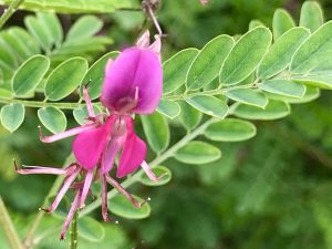 Indigofera heterantha | Online Flower Garden