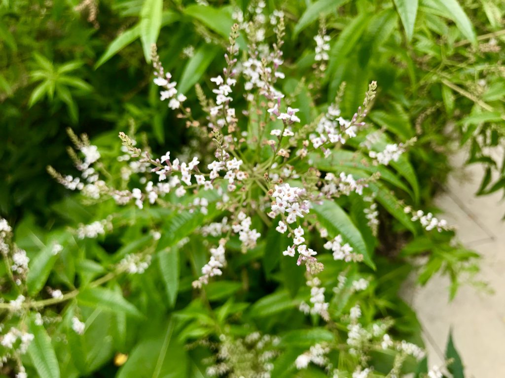 Verbenaceae Aloysia citrodora