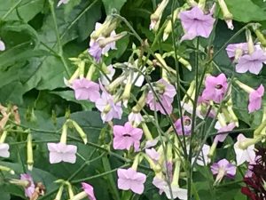 Nicotiana tabacum | Online Flower Garden