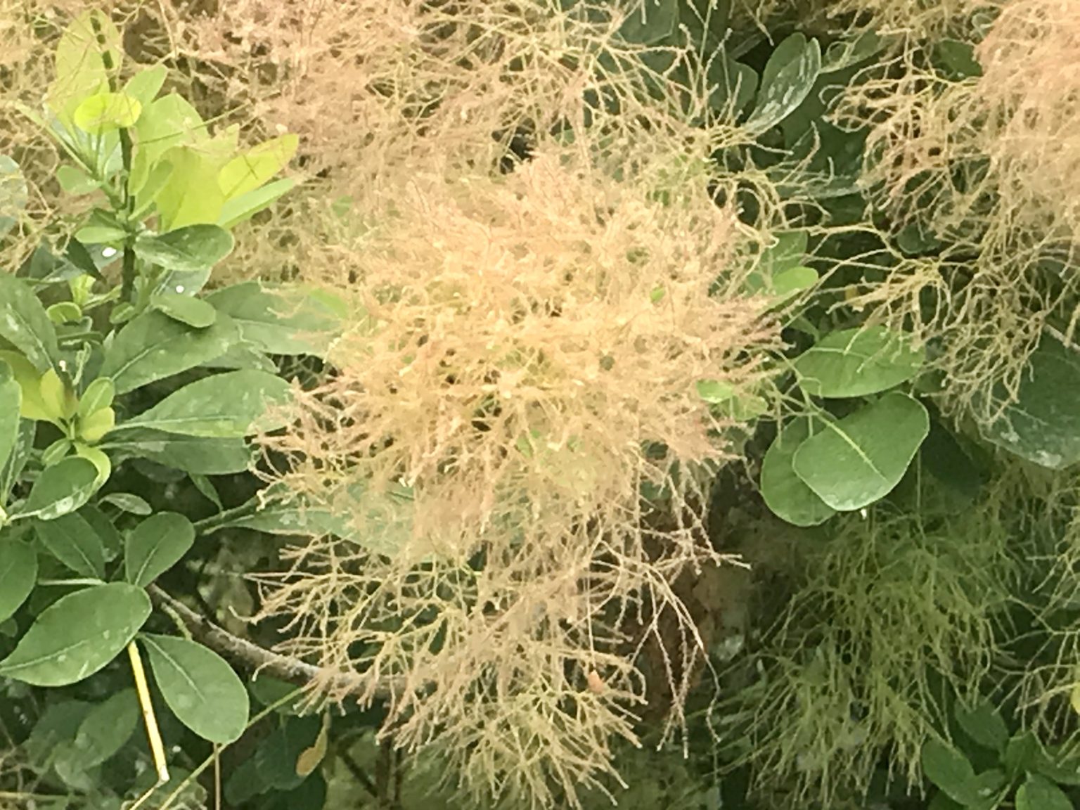 Cotinus coggygria or Smoke Tree | Online Flower Garden