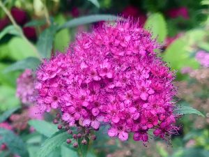 Spiraea japonica 'Anthony Waterer'