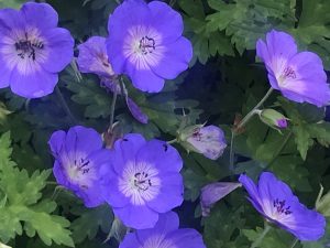 Geranium sylvaticum | Online Flower Garden