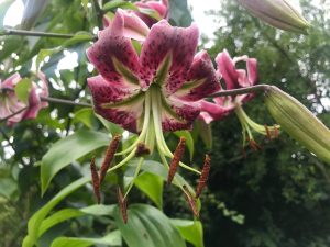 Lilium Martagon | Online Flower Garden