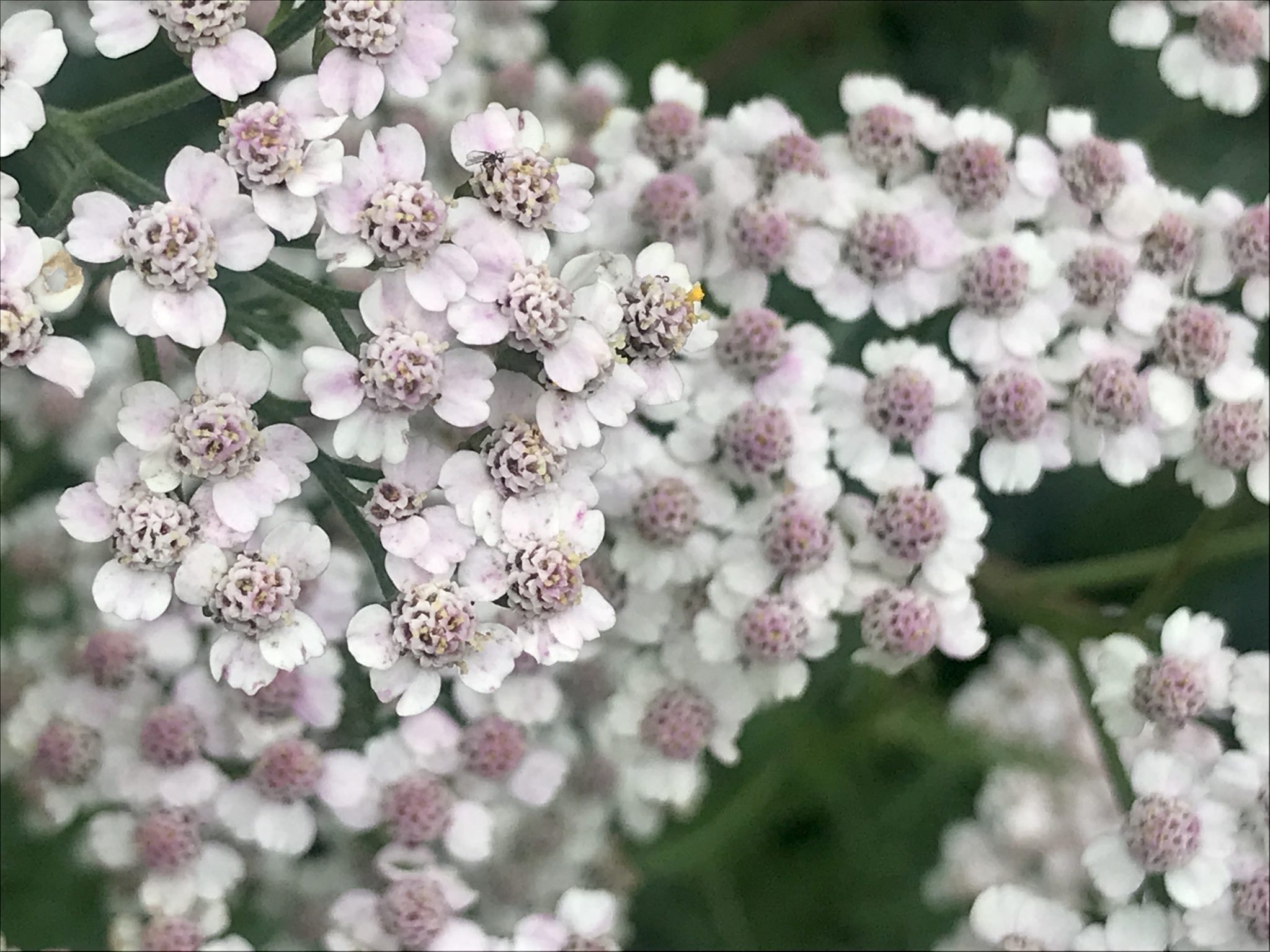 Achillea millefolium or Common Yarrow Online Flower Garden