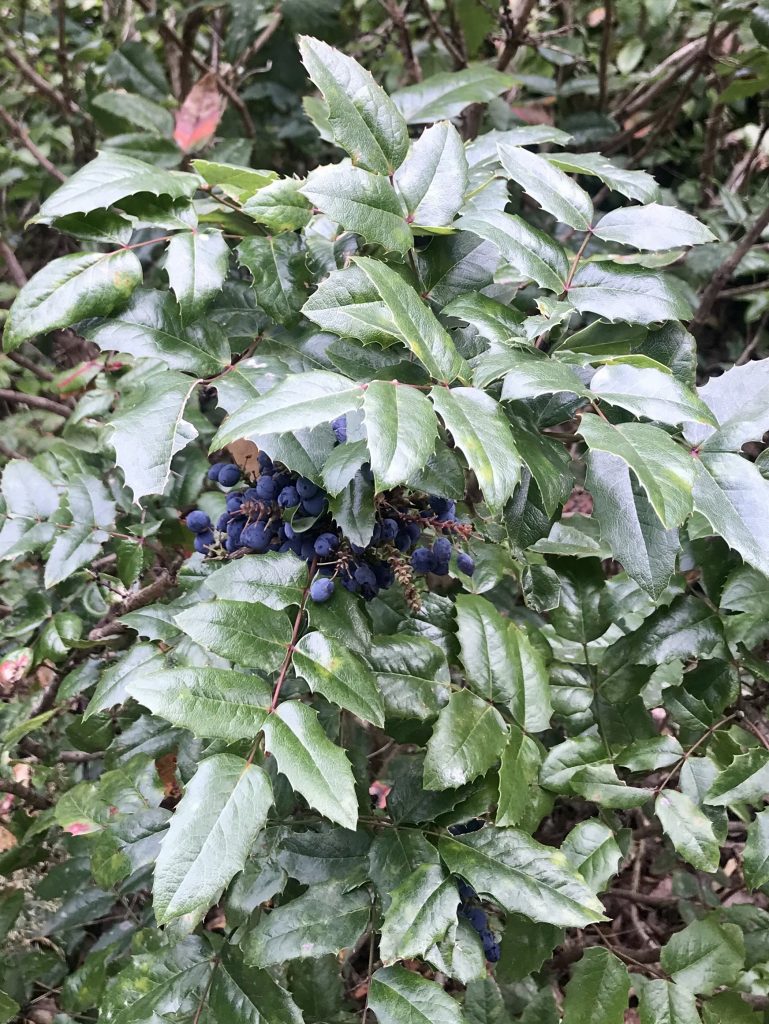 Berberis aquifolium