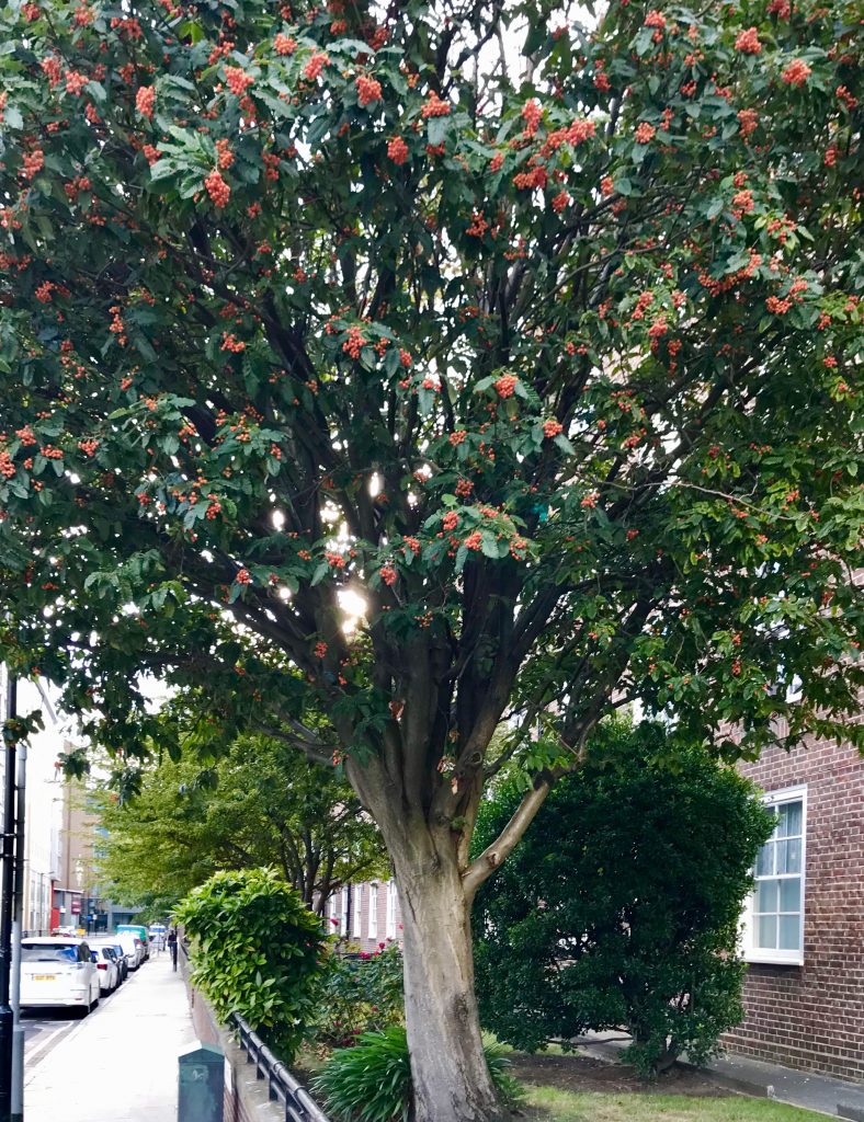Sorbus × intermedia