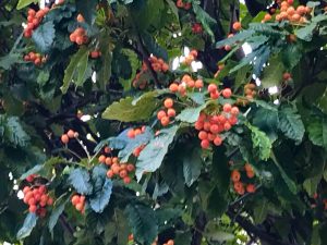 Sorbus × intermedia | Online Flower Garden
