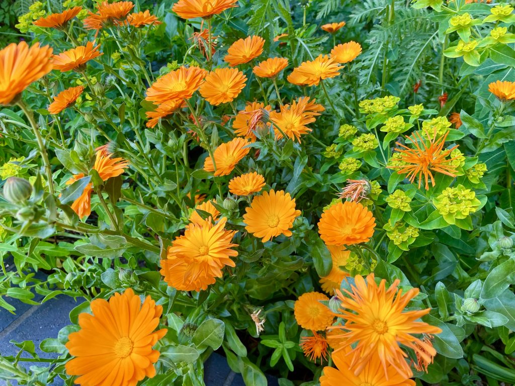 Calendula-officinalis-5452 | Online Flower Garden Calendula officinalis