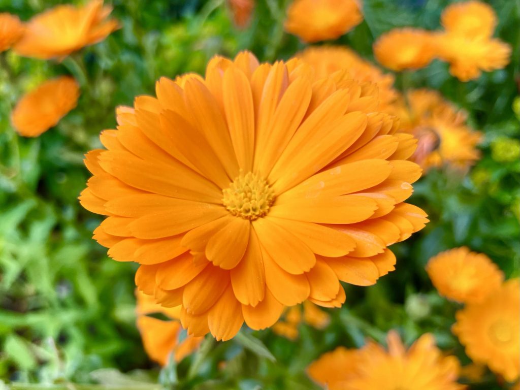 Calendula-officinalis-5453 | Online Flower Garden Calendula officinalis