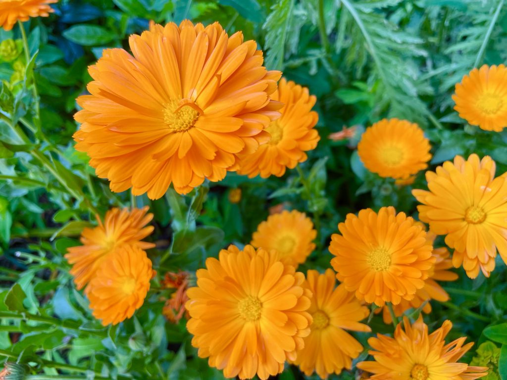 Calendula-officinalis-5454 | Online Flower Garden Calendula officinalis