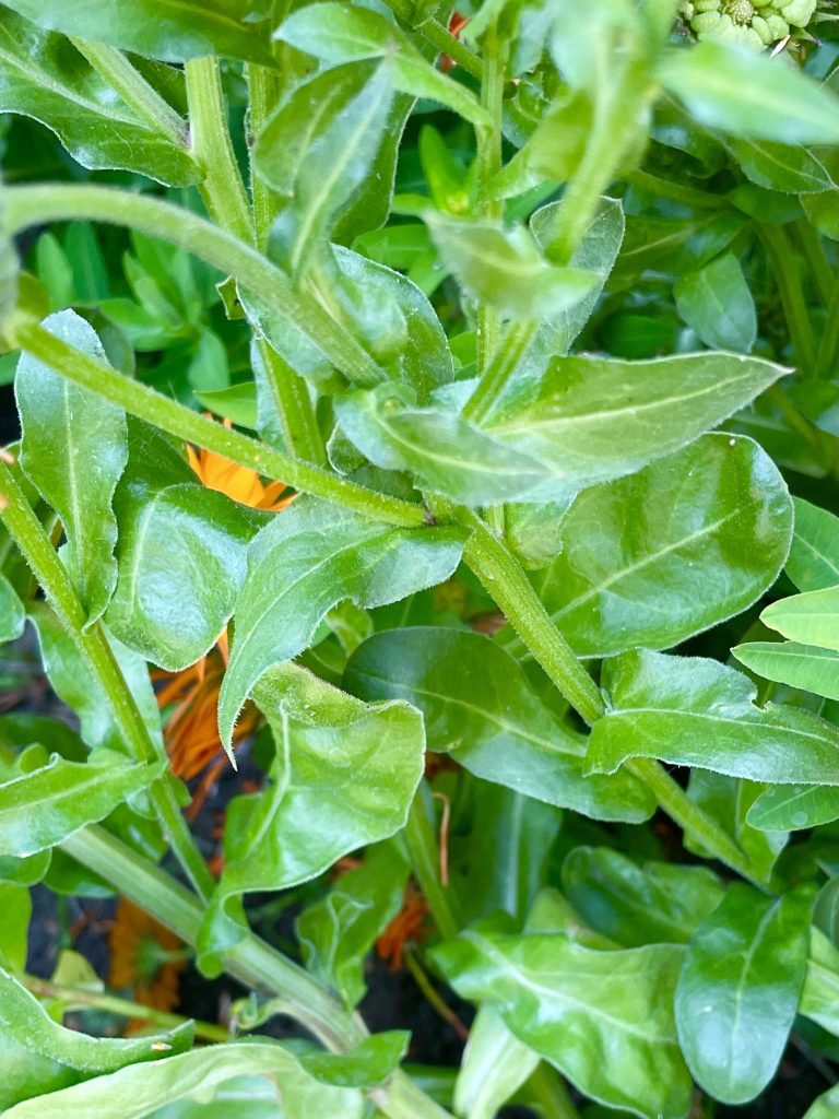 Calendula-officinalis-5456 | Online Flower Garden Calendula officinalis