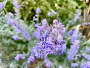 Nepeta racemosa