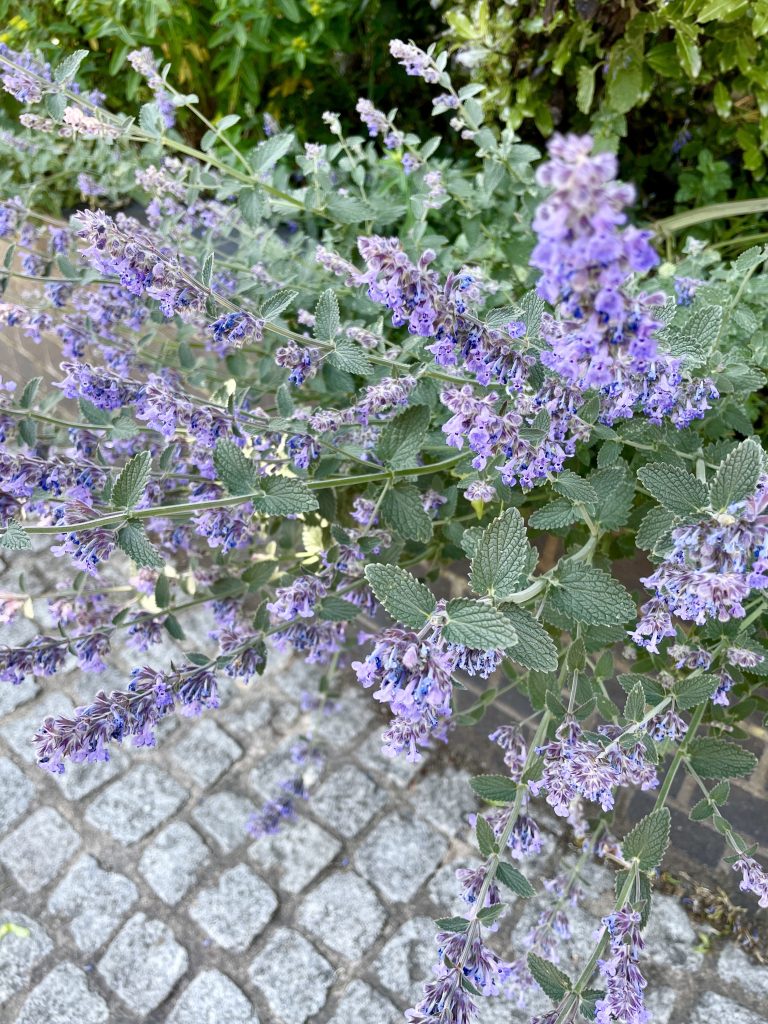 Nepeta racemosa