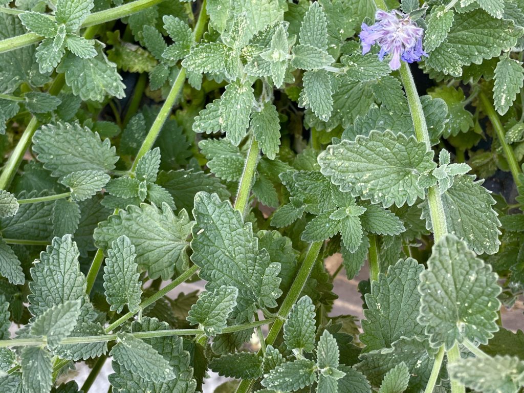 Nepeta racemosa