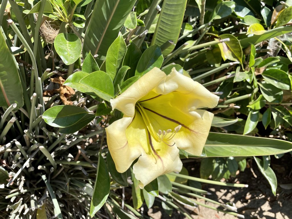 Solandra maxima
