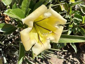 Solandra maxima | Online Flower Garden